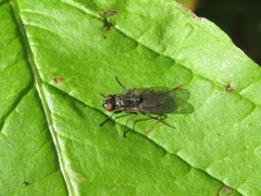 Hydrotaea dentipes