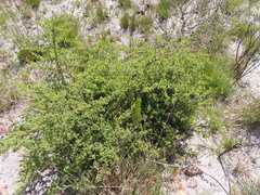 Asparagus rubicundus