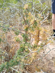 Asparagus capensis