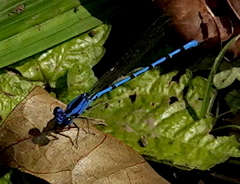 Argia elongata
