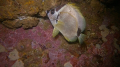 Johnrandallia nigrirostris