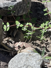 Euphorbia pediculifera