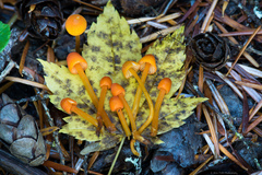 Mycena strobilinoidea