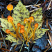 Flame Bonnet - Photo (c) Mike Potts, some rights reserved (CC BY-NC-ND), uploaded by Mike Potts