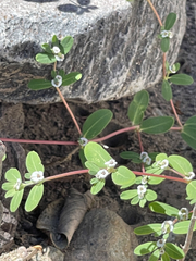 Euphorbia pediculifera
