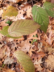 Viburnum lantanoides