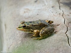 Pelophylax perezi
