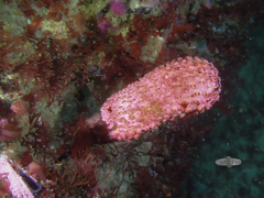 Eudistoma