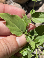 Boerhavia gracillima