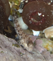 Coryphoblennius galerita