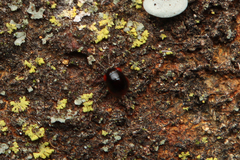 Geocoridae
