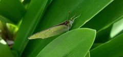 Colias lesbia