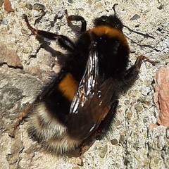 Bombus