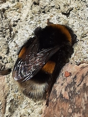 Bombus