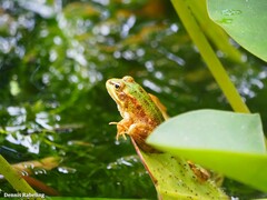Pelophylax perezi