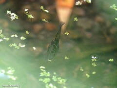 Xiphophorus hellerii