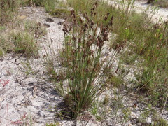 Thamnochortus fruticosus