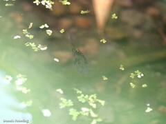 Xiphophorus hellerii