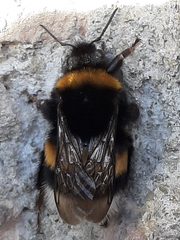 Bombus