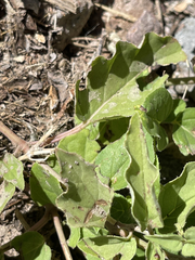 Boerhavia gracillima