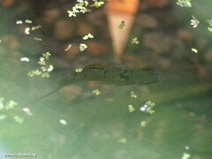 Xiphophorus hellerii