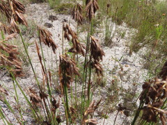 Thamnochortus fruticosus