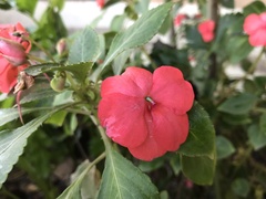 Impatiens walleriana