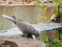 Streptopelia decaocto