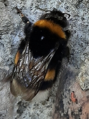 Bombus