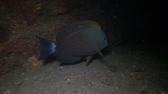 Acanthurus xanthopterus