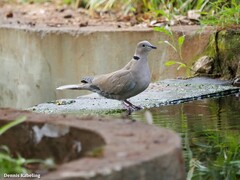 Streptopelia decaocto