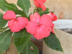 Impatiens walleriana