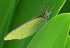Colias lesbia