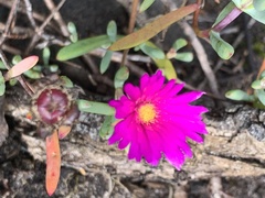 Lampranthus spectabilis