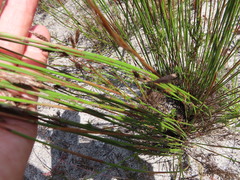 Thamnochortus fruticosus