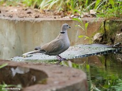Streptopelia decaocto
