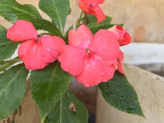Impatiens walleriana
