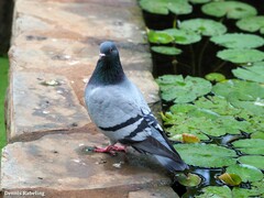 Columba livia domestica