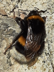 Bombus