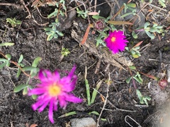 Lampranthus spectabilis