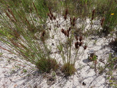 Thamnochortus fruticosus