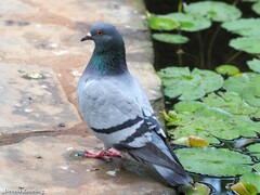Columba livia domestica