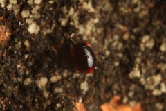 Geocoridae