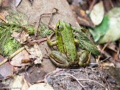 Pelophylax perezi