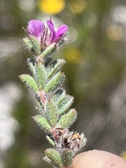 Indigofera glomerata