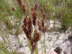 Thamnochortus fruticosus