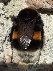 Bombus