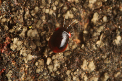 Geocoridae