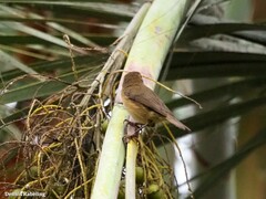 Phylloscopus canariensis