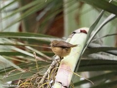 Phylloscopus canariensis